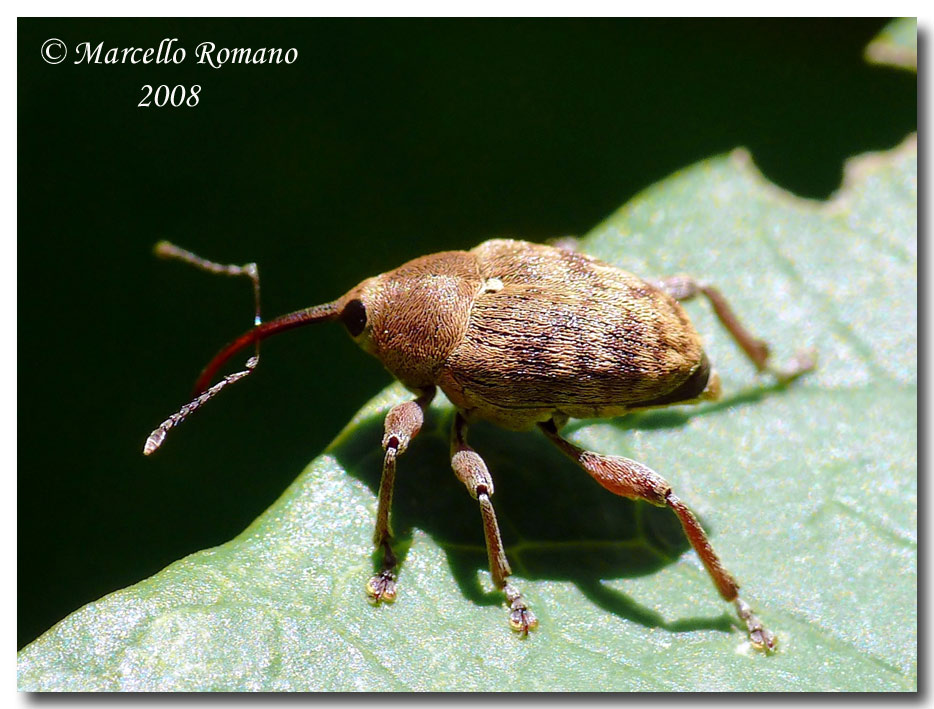 Curculio glandium (Curculionidae) dalle Madonie